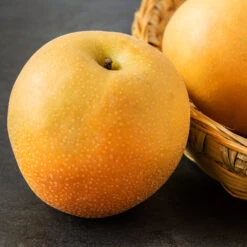 Hosui Asian Pear Tree 7 Hosui Asian Pear Tree -Blossom Berry Shop Hosui Pear 2