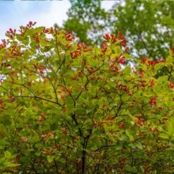 Hot Wings® Maple Tree -Blossom Berry Shop Hot Wings Tartarian Maple 3
