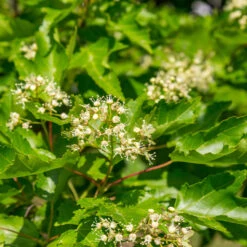 Hot Wings® Maple Tree -Blossom Berry Shop Hot Wings Tartarian Maple 5
