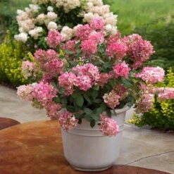 Fire Light® Hydrangea Shrub -Blossom Berry Shop Hydrangea FIrelight 6