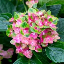 Pistachio Hydrangea Shrub -Blossom Berry Shop Hydrangea Pistachio 2