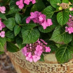 Endless Summer® Pop Star® Bigleaf Hydrangea -Blossom Berry Shop Hydrangea Pop Star 1