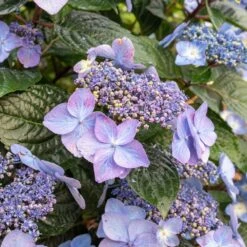 Endless Summer® Pop Star® Bigleaf Hydrangea -Blossom Berry Shop Hydrangea Pop Star 2