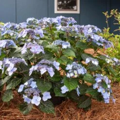Endless Summer® Pop Star® Bigleaf Hydrangea -Blossom Berry Shop Hydrangea Pop Star 4 FGT