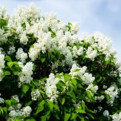 Ivory Silk Japanese Lilac Tree -Blossom Berry Shop Ivory Silk Lilac 1