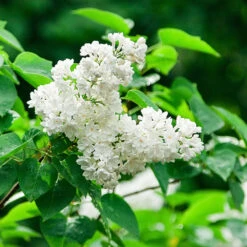 Ivory Silk Japanese Lilac Tree -Blossom Berry Shop Ivory Silk Lilac 2