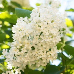 Ivory Silk Japanese Lilac Tree -Blossom Berry Shop Ivory Silk Lilac 4