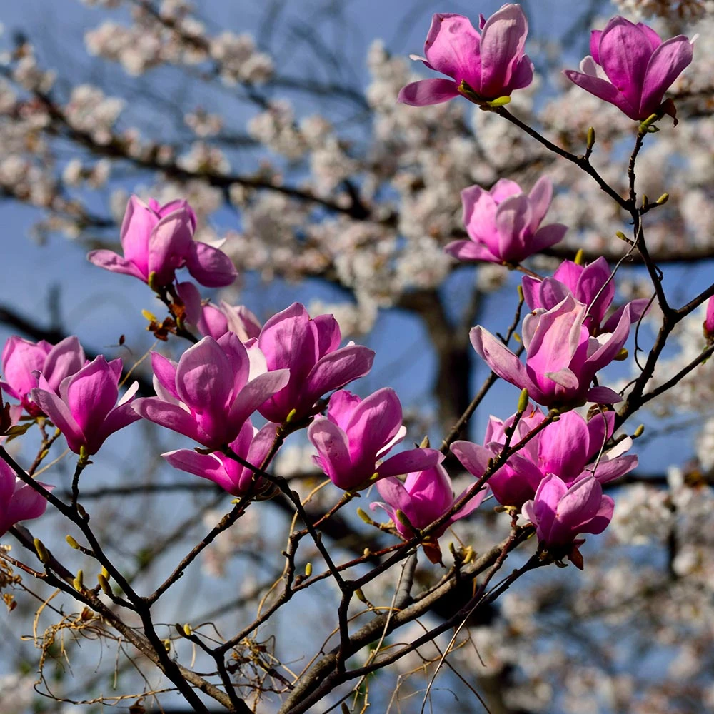 Jane Magnolia 3 Jane Magnolia - Image 3