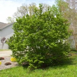 Jane Magnolia 9 Jane Magnolia -Blossom Berry Shop Janr Magnolia 5 FGT