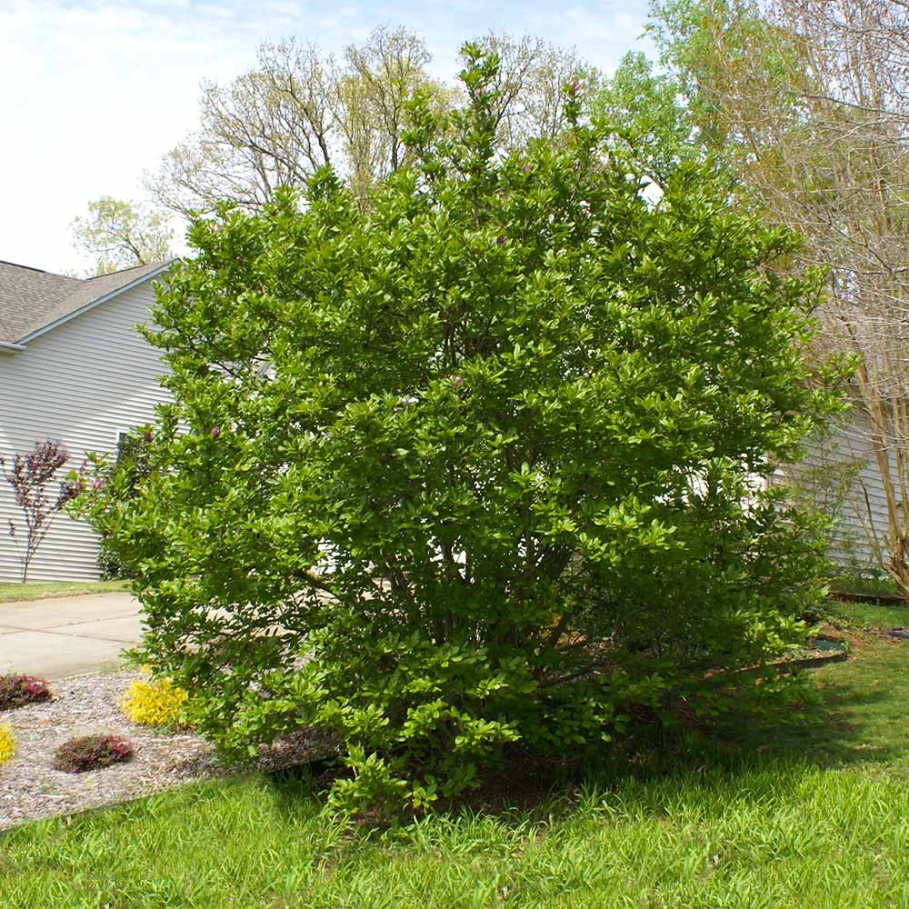 Jane Magnolia 5 Jane Magnolia - Image 5