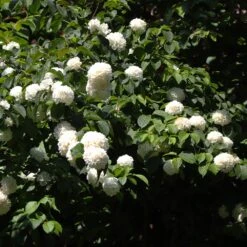 Japanese Snowball Bush -Blossom Berry Shop Japanese VIburnum 2 FGT
