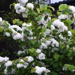 Japanese Snowball Bush -Blossom Berry Shop Japanese VIburnum 5 FGT