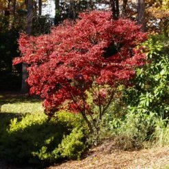 Red Japanese Maple Tree 7 Red Japanese Maple Tree -Blossom Berry Shop Japanese Maple Red 3