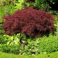 Red Dragon Japanese Maple Tree -Blossom Berry Shop Japanese Maple Red Dragon 3 FGT