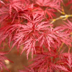 Red Dragon Japanese Maple Tree -Blossom Berry Shop Japanese Maple Red Dragon 5