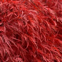 Tamukeyama Japanese Maple Tree -Blossom Berry Shop Japanese Maple Tamukayama 5