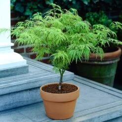 Weeping Japanese Maple 'Viridis' Tree -Blossom Berry Shop Japanese Maple Viridis 4