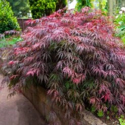 Red Select Japanese Maple Tree -Blossom Berry Shop Japanese Red Select 5