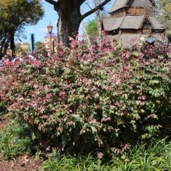 Jazz Hands® Variegated Loropetalum -Blossom Berry Shop Jazz Hands loropetalum 1 FGT