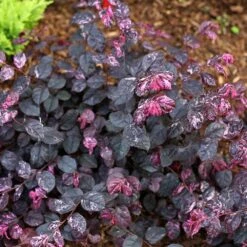 Jazz Hands® Variegated Loropetalum -Blossom Berry Shop Jazz Hands loropetalum 4 FGT