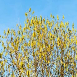 Jefferson Filbert Hazelnut Tree -Blossom Berry Shop Jefferson Filbert Hazelnut 4