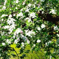 Jonagold Apple Tree -Blossom Berry Shop Jonagold Apple 3
