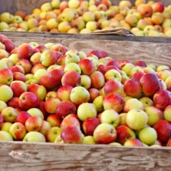 Jonagold Apple Tree -Blossom Berry Shop Jonagold Apple 6