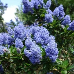 Creeping Mountain Lilac -Blossom Berry Shop Joyce Coulter California Lilac 2
