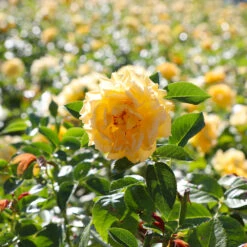 Julia Child Rose -Blossom Berry Shop Julia Child Rose 4