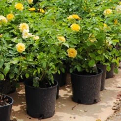 Julia Child Rose -Blossom Berry Shop Julia Child Rose 7