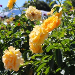 Julia Child Rose Tree -Blossom Berry Shop Julia Child Rose Tree 8