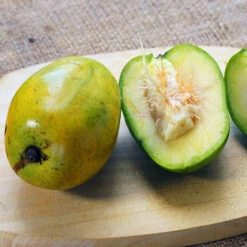 June Plum Tree 6 June Plum Tree -Blossom Berry Shop June Plum 5