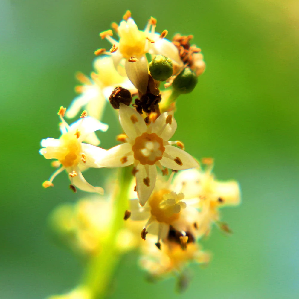 June Plum Tree 4 June Plum Tree - Image 4