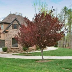 KV' Flowering Plum Tree -Blossom Berry Shop KV Flowering Plum 4