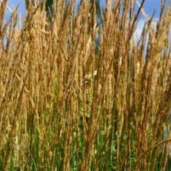 Karl Foerster Grass -Blossom Berry Shop Karl Foerster Grass 2