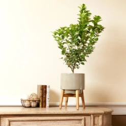 Meyer Lemon + Key Lime Bush Pack -Blossom Berry Shop Key Lime Bush 4 e63a67f8 53df 467e af90 ae9e06436ddf