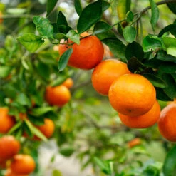 Kishu Mandarin Tree (Seedless) -Blossom Berry Shop Kishu Mandarin Tree 4