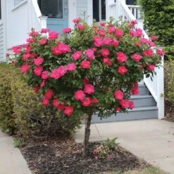 Knock Out® Rose Tree -Blossom Berry Shop Knockout Rose Tree Red 2 FGT