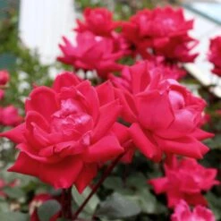 Knock Out® Rose Tree -Blossom Berry Shop Knockout Rose Tree Red 4 FGT