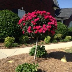 Knock Out® Rose Tree -Blossom Berry Shop Knockout Rose Tree Red FGT