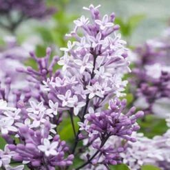 Dwarf Korean Lilac Tree -Blossom Berry Shop Korean Lilac Tree 2 BB