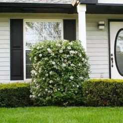 Korean Spice Viburnum Shrub -Blossom Berry Shop Korean Spice Viburnum 1