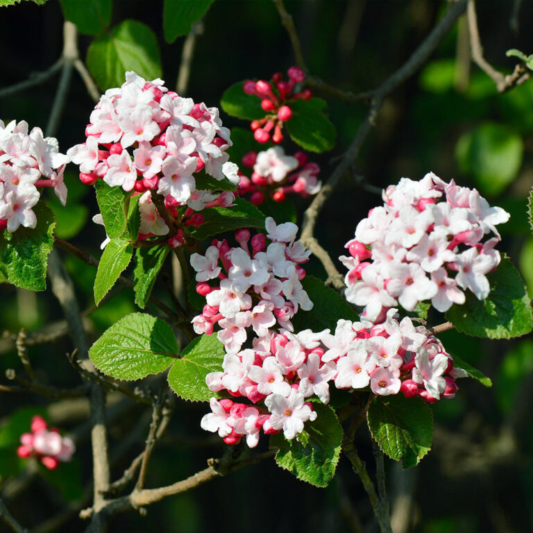 Blossom Berry Shop 42 Blossom Berry Shop -Blossom Berry Shop Korean Spice Viburnum 2 768x768 1