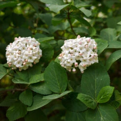 Korean Spice Viburnum Shrub -Blossom Berry Shop Korean Spice Viburnum 3
