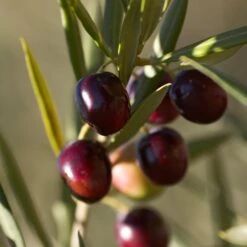 Koroneiki Greek Olive Tree -Blossom Berry Shop Koroneiki Olive 2 FGT