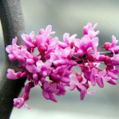 Lavender Twist® Weeping Redbud Tree -Blossom Berry Shop LAVENDER TWIST THUMB 6e0b03e6 c145 40fa 9261 d759a9ab9546