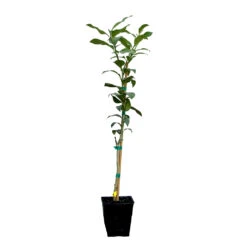 Key Lime Tree 15 Key Lime Tree -Blossom Berry Shop LIM KEY 12 QT