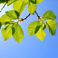 Lacebark Chinese Elm Tree -Blossom Berry Shop Lacebark Chinese Elm 1 FGT