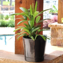 Lady Palm Tree -Blossom Berry Shop Lady Palm 10