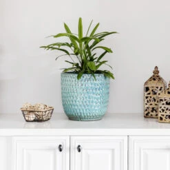 Lady Palm Tree -Blossom Berry Shop Lady Palm 1 FGT